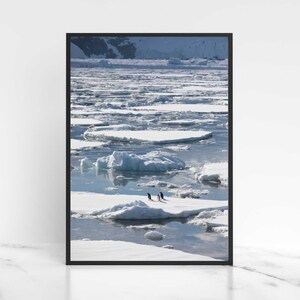 Penguin Print Digital Download Antartica Gentoo Penguin Wall Art Wildlife Photography Winter Wildlife Printable Art, Instant Download
