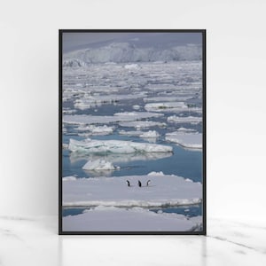 Penguin Print Digital Download Antartica Gentoo Penguin Wall Art Wildlife Photography Winter Wildlife Printable Art, Instant Download