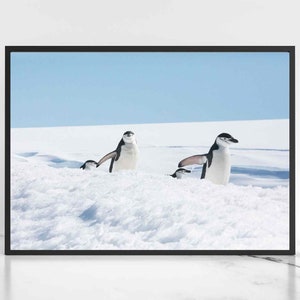 Penguin Print Digital Download Chinstrap Penguin Wall Art Wildlife Photography Antarctica Wildlife Digital Printable Art, Instant Download