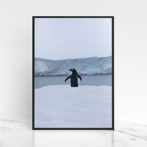 Penguin Print Digital Download Chinstrap Penguin Wall Art Wildlife Photography Antarctica Wildlife Digital Printable Art, Instant Download