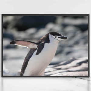 Penguin Print Digital Download Chinstrap Penguin Wall Art Wildlife Photography Antarctica Wildlife Digital Printable Art, Instant Download