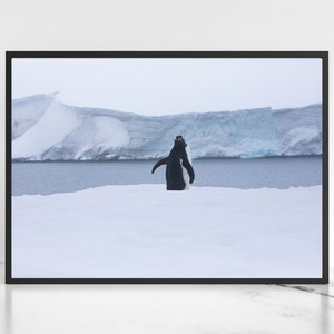 Penguin Print Digital Download Chinstrap Penguin Wall Art Wildlife Photography Antarctica Wildlife Digital Printable Art, Instant Download