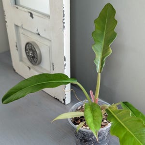 artificial silk philodendron plants 36" Real Touch Silk Philodendron Leaf Plant -Green (Pack of 4)