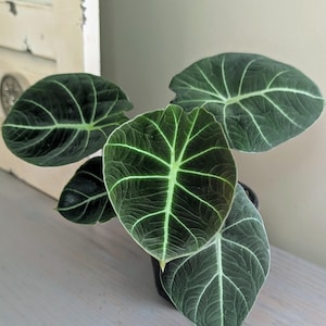 Alocasia Black Velvet 4" Pot Live Plant