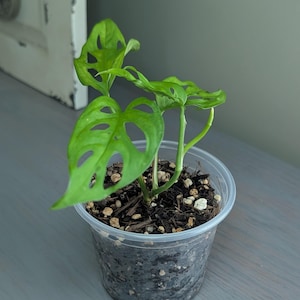 Monstera Adansonii Swiss Cheese 4" Clear Pot Live Plant