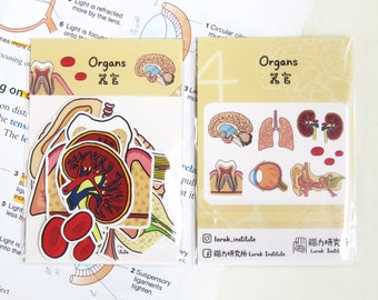 Organ Sticker Sets (10 pcs), internal organs, laptop decal, science laptop stickers, medical student stickers, medical student gift