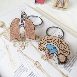 Brian Keychain, science keychain, anatomy keychain, keychain for doctor, keychain for nurse, internal organs image 2