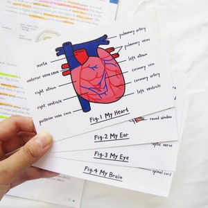 Ensemble de carte postale d’organe, carte postale de science, carte postale de biologie, anatomie, cadeau d’étudiant de médecine, cadeau de professeur de science, cadeau pour l’infirmière, cadeau pour le docteur