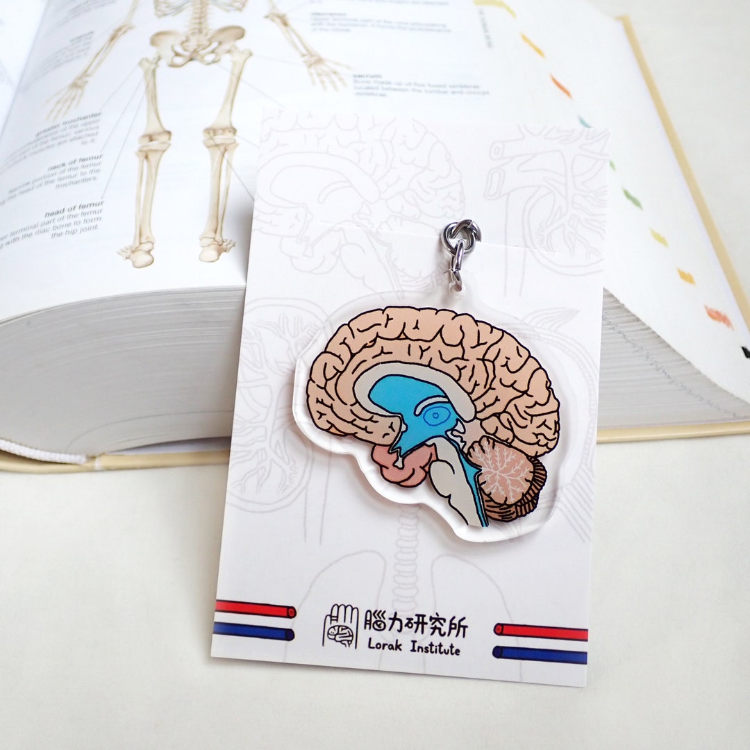 Brian Keychain Science Keychain Anatomy Keychain Keychain Etsy