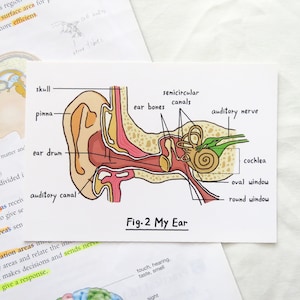Cartão postal de orelha, cartão postal de ciências, cartão postal de biologia, anatomia, presente para estudante de medicina, presente para professor de ciências, presente para enfermeira, presente para médico