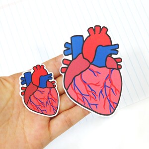 Pegatina del corazón, pegatina de anatomía, calcomanía del ordenador portátil, pegatina del ordenador portátil, pegatinas del ordenador portátil de la ciencia