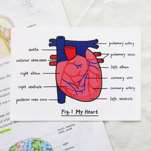 Carte postale de coeur, carte postale de science, carte postale de biologie, anatomie, cadeau d’étudiant de médecine, cadeau de professeur de science