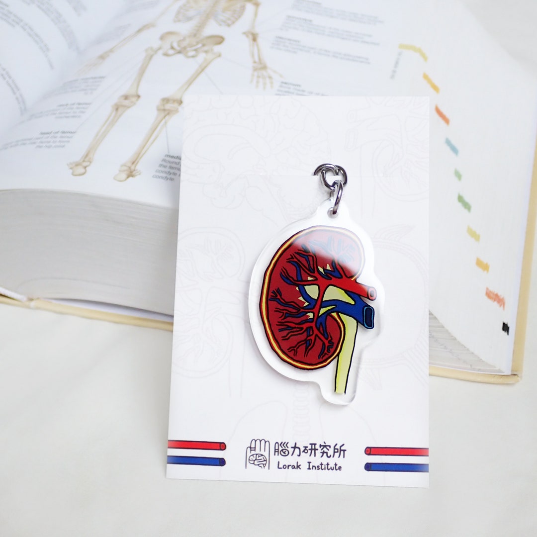 Kidney Keychain, Anatomy Keychain, Keychain for Doctor, Keychain for