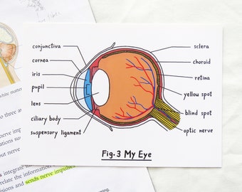 Eye postcard, science postcard, biology postcard, anatomy, medical student gift, science teacher gift, gift for nurse, gift for doctor