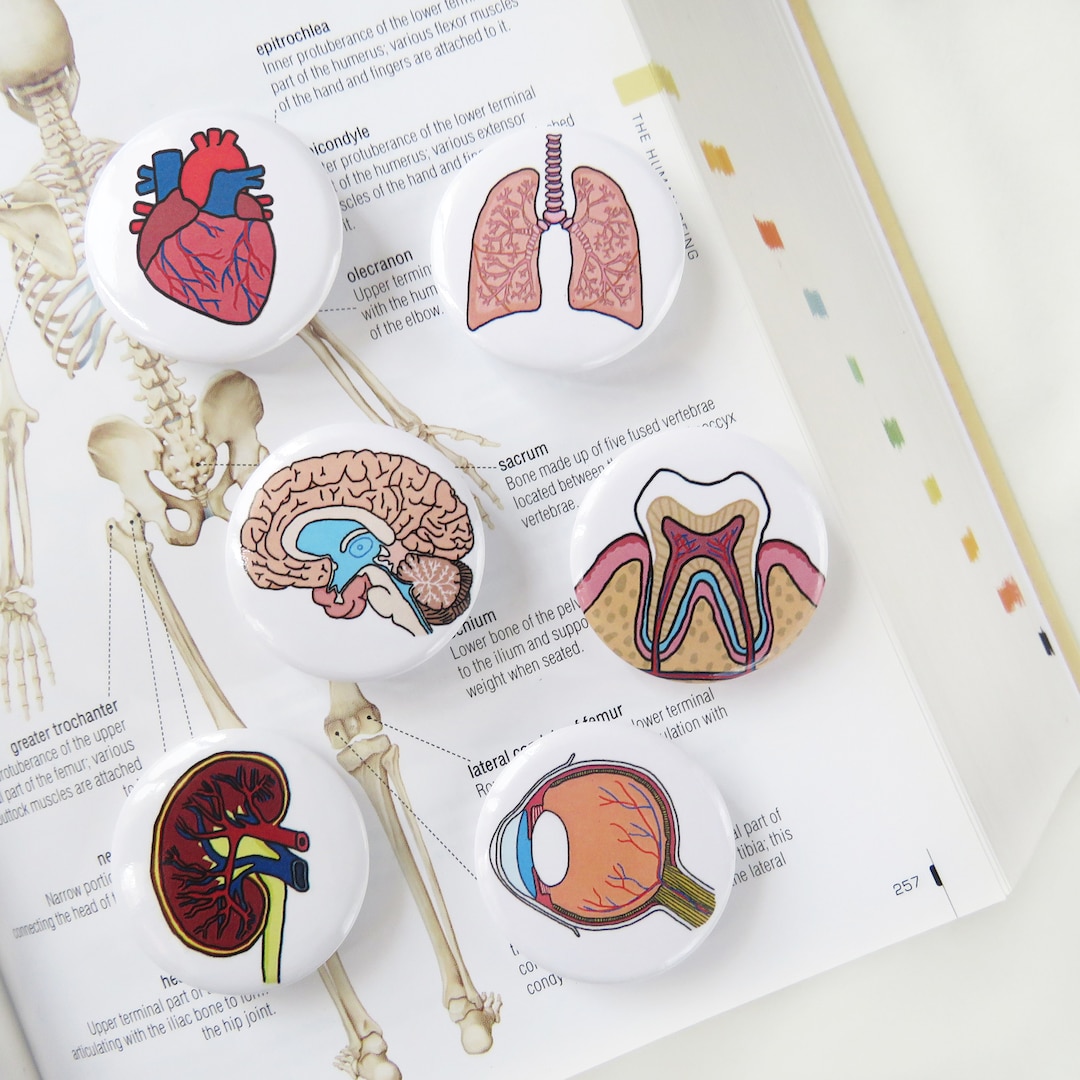 Organ Badge, Biology Pin, Biology Badge Science, Gift for Nurse, Gift ...