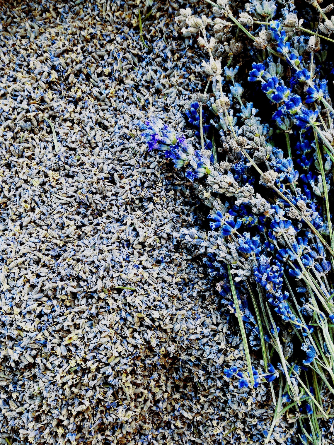 1 LB Organic Dried Lavender buds/flowers 1 Pound grown in Etsy