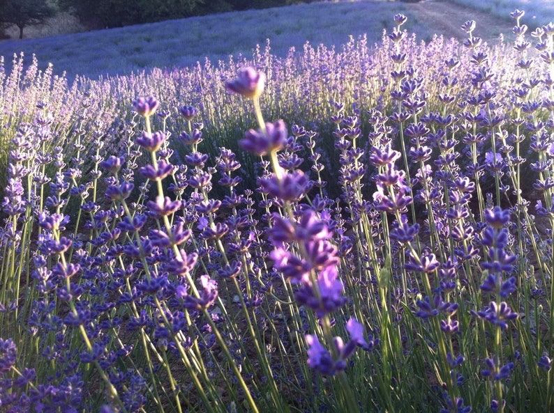 1 LB Organic Dried Lavender buds/flowers 1 Pound grown in Etsy