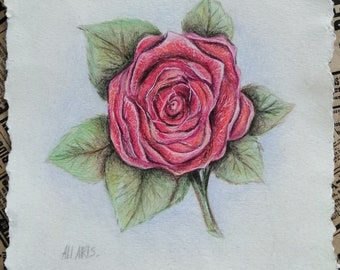 Realistic rose original drawing color pencil flower drawing