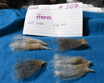 24.5 Micron RAW Shetland Fleece - Shave 'Em to Save 'Em - gray - Hera - Shetland Sheep - Wool