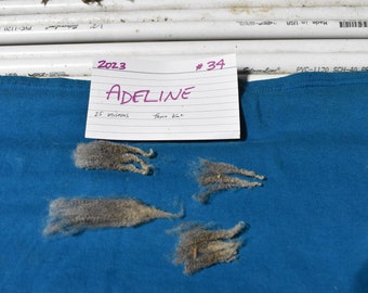 25 micron RAW Shetland Fleece - Shave 'Em to Save 'Em - Gray - Adeline - Shetland Sheep - Wool