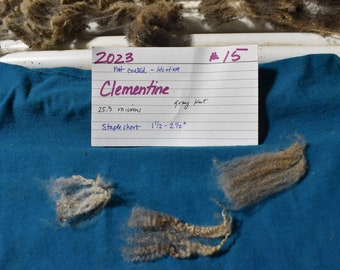 25.3 micron RAW Shetland Fleece - Shave 'Em to Save 'Em - Gray - Clementine - Shetland Sheep - Wool