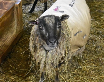 25.2 micron RAW Shetland Fleece - Shave 'Em to Save 'Em - White - Bernadette - Shetland Sheep - Wool