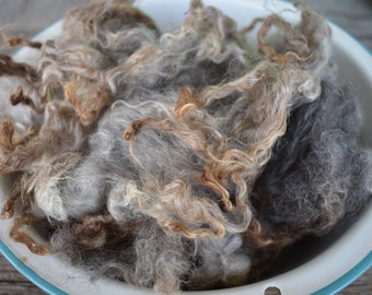 2 ounce Washed Lincoln x Wensleydale Sheep Wool Locks from Paisley Gray for spinning, felting, fiber art, hair, beards