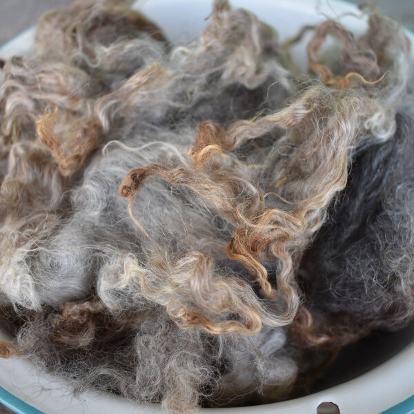 2 ounce Washed Lincoln x Wensleydale Sheep Wool Locks from Paisley Gray for spinning, felting, fiber art, hair, beards