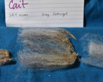 24.5 Micron RAW Shetland Fleece - Shave 'Em to Save 'Em - Gray - Cait - Shetland Sheep - Wool