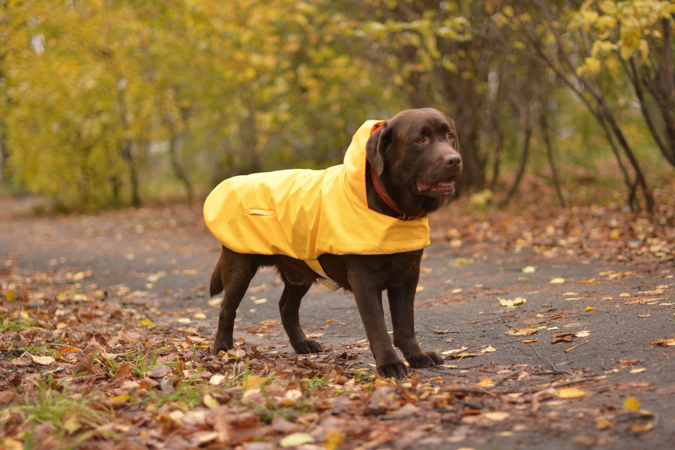 Hund Regenmantel gelb hell reflektierende Hundejacke Etsy
