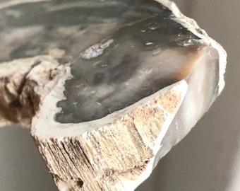 Natural Petrified Wood Slice Polished with Well Preserved Structure | Shamanic Work Clearing Energy Work GAIA connection | Ethereal Network