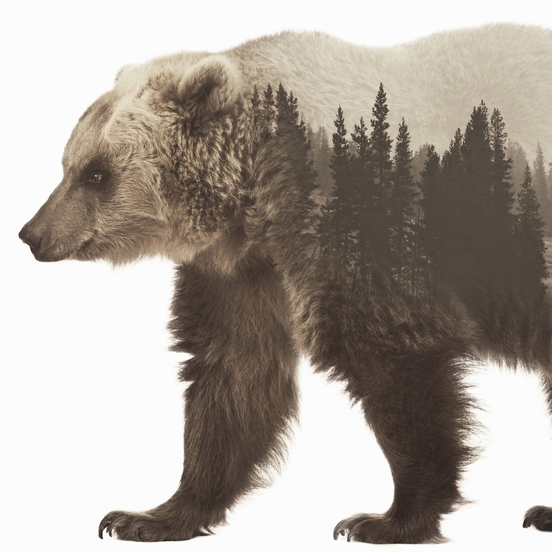 May include: A brown bear with a forest scene superimposed over its body. The bear is walking forward with its head turned to the left. The forest scene is a silhouette of trees against a foggy background.