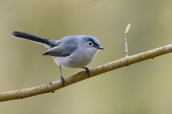 Blue-gray Gnatcatcher 