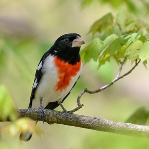 Rose-breasted Grosbeak