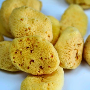 Puede incluir: Un grupo de esponjas de mar naturales amarillas de varios tamaños. Las esponjas tienen una forma irregular y una textura porosa.