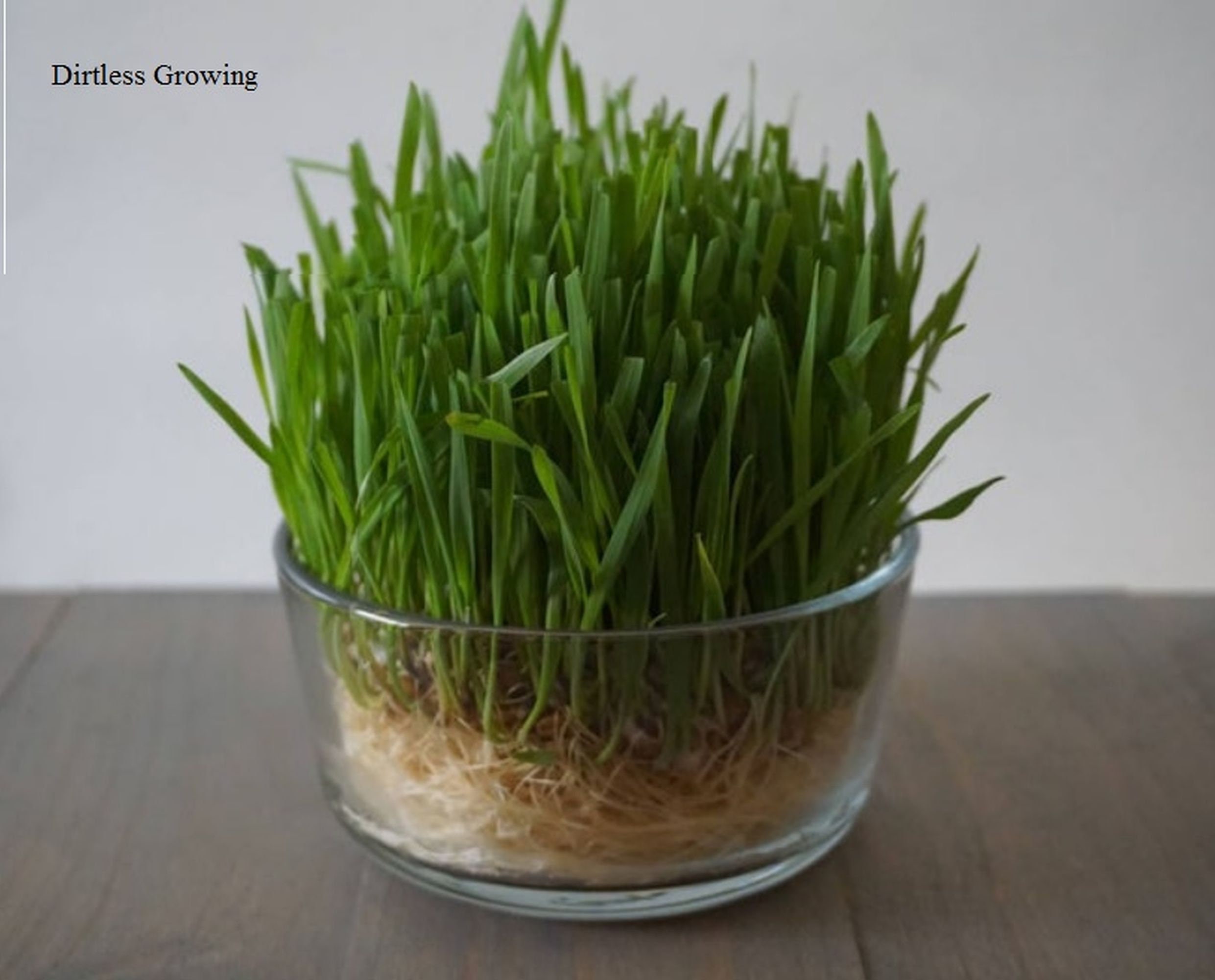 wheatgrass for dogs