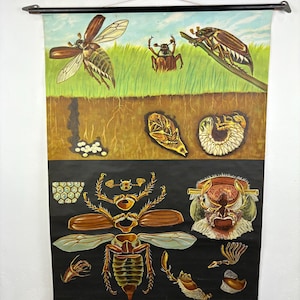 Scheda scolastica vintage del 1961 con maggiolino di Jung Koch Quentell - Wilhelm Hageman Dusseldorf - Stampa di metà secolo - melolontha vulgaris