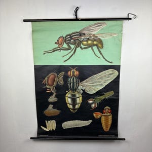 May include: Vintage educational chart depicting a detailed illustration of a house fly. The chart shows the fly in various stages of development, including the egg, larva, pupa, and adult. The chart is printed on a black and green background.