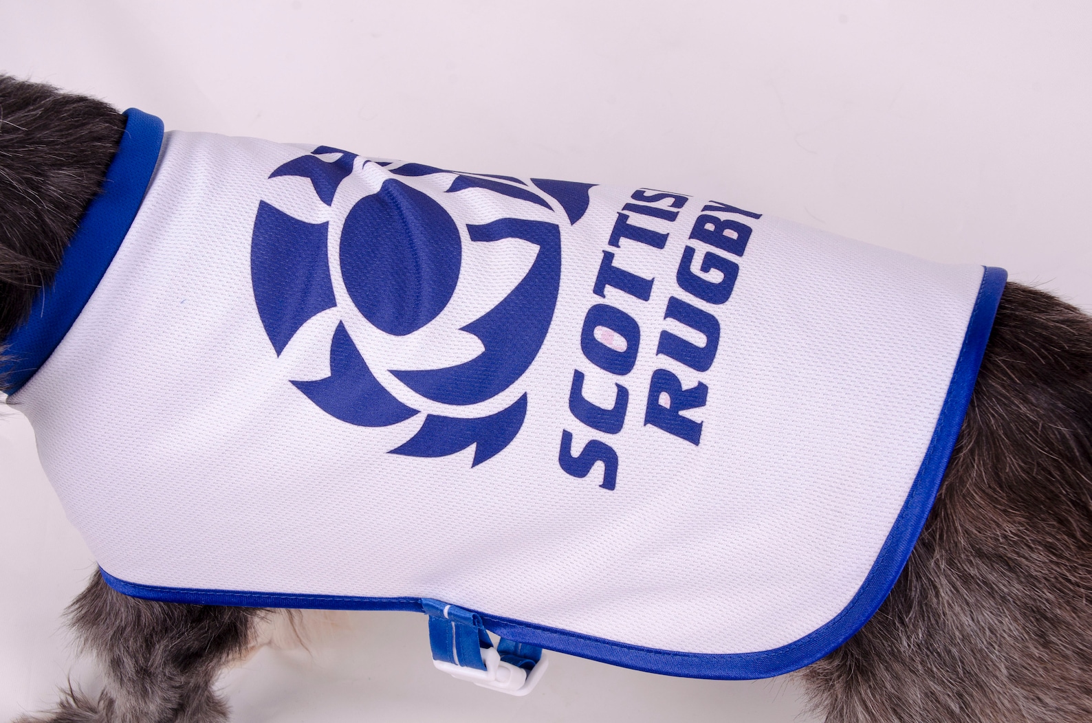 INTERNATIONAL RUGBY dog T shirts various Etsy