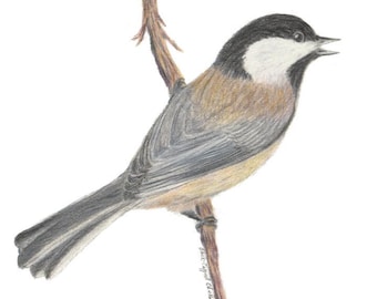Svarthättad chickadee färgad blyertsfågelteckning (digital nedladdning)