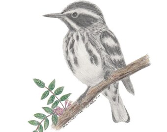Svartvit sångfågelteckning i färgblyerts (digital nedladdning)