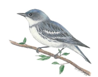 Blåsångare med fågelkonst i färgblyerts (digital nedladdning)