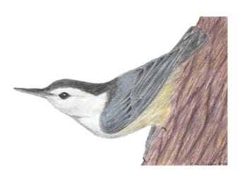 Vitbröstad nötväcka i färgblyerts med fågelkonst (digital nedladdning)