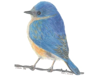 Östlig blåfågel färgad blyertsfågelteckning (digital nedladdning)