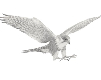 Pilgrimsfalk blyertsteckning av fågel (digital nedladdning)
