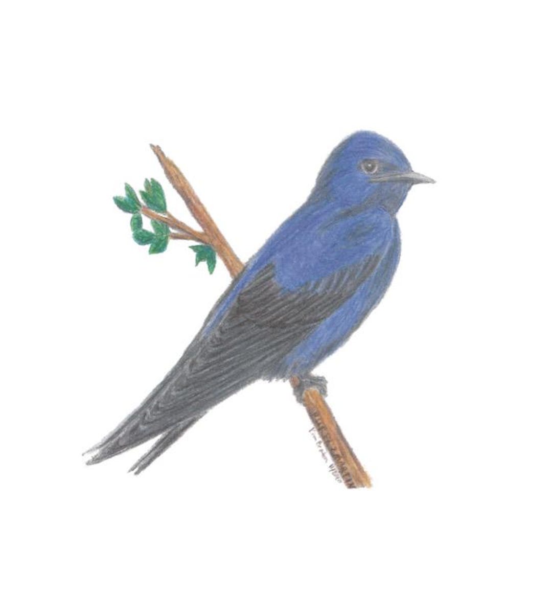 Purple Martin Colored Pencil Bird Art Drawing (digital Download) - Etsy
