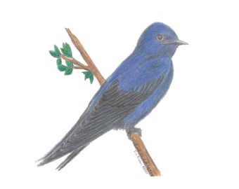 Ritning av fågel i färgblyerts med Purple Martin (digital nedladdning)