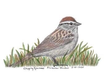 Tappsparv fågelteckning i färgblyerts (digital nedladdning)