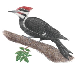 Hackspett med färgpenna och fågelkonstteckning (digital nedladdning)