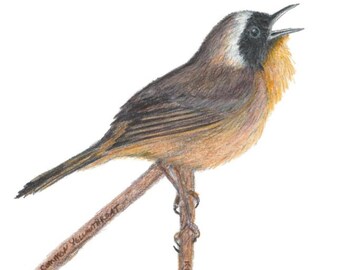 Gulstrupe med färgpenna och fågelkonst (digital nedladdning)